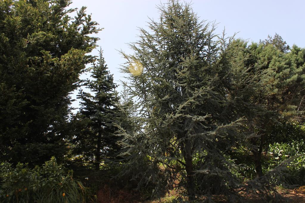 Quinta Das Faias Camacha  Εξωτερικό φωτογραφία