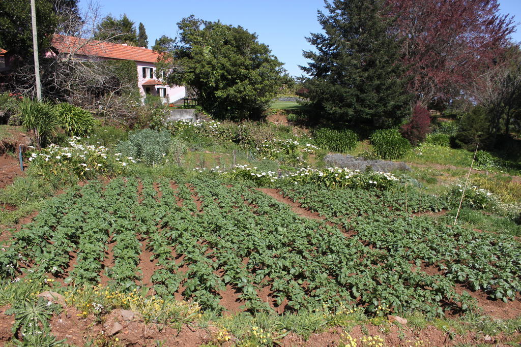 Quinta Das Faias Camacha  Εξωτερικό φωτογραφία